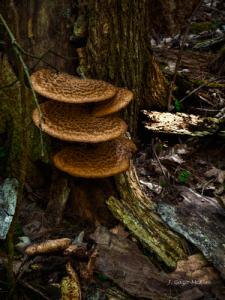 Five Funky Fungi Facts.